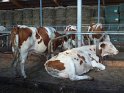 2012-09-20 16-43-56 Visite d'une fabrication de St Nectaire MBo